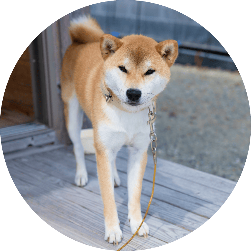 看板犬