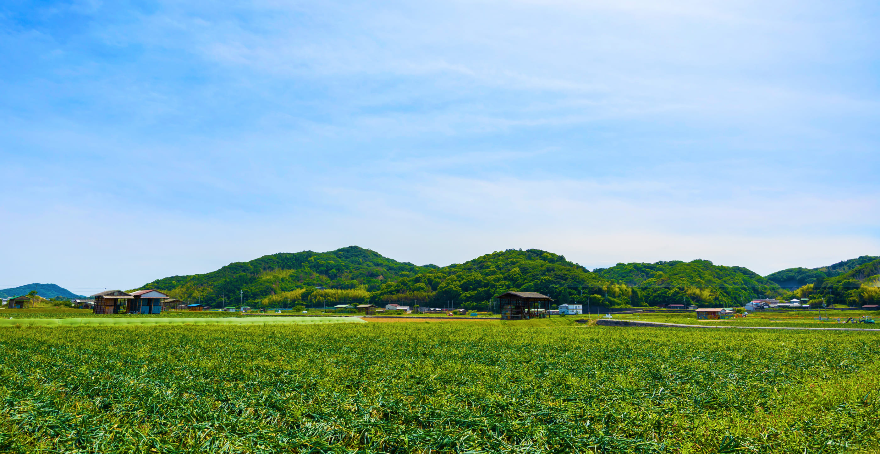 農家の野菜